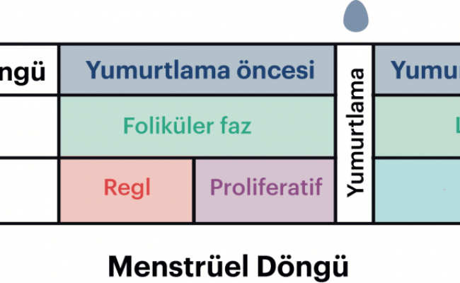 Menstrüel Döngü Nedir? - AllMatters