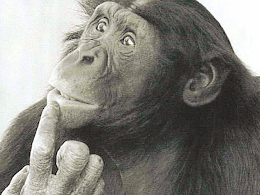 perplexed_chimp
