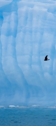 ColorOS 16 Wallpapers By Mohamedovic (23) ColorOS 16 Wallpapers By Mohamedovic (23)