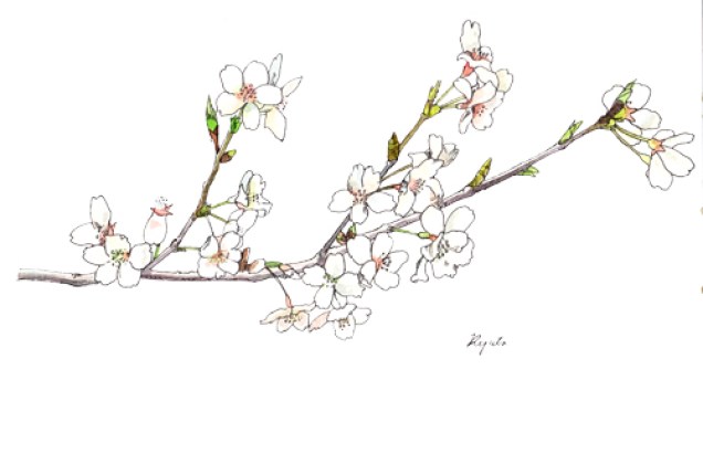 サクラ（Cherry blossom）