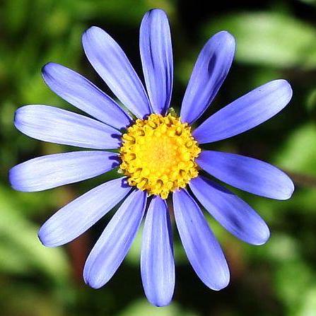 Daisydaisy8 Daisy Github