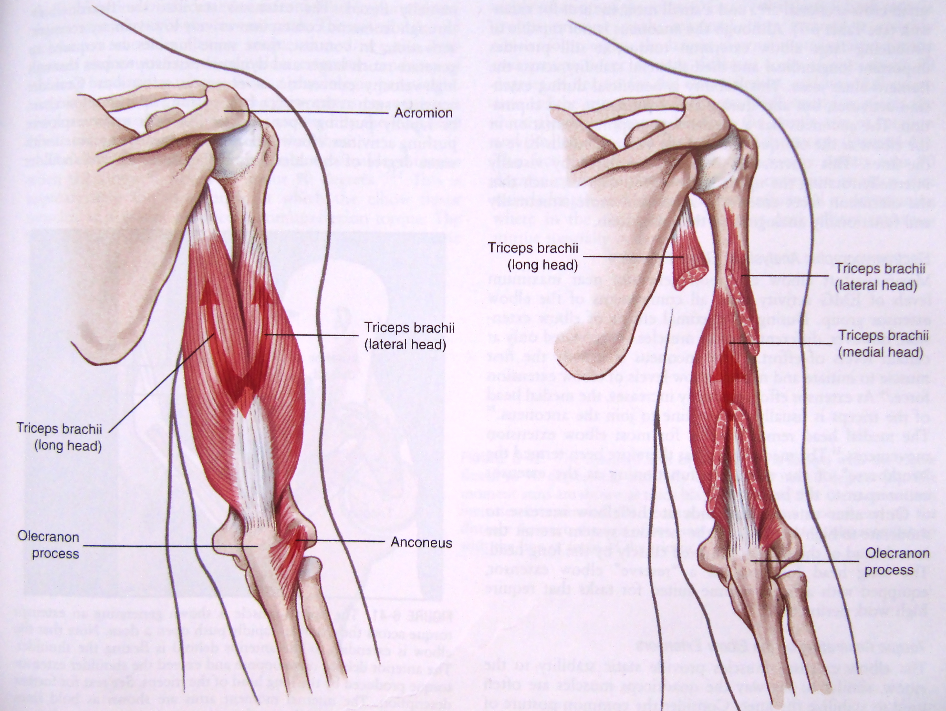 Elbow Complex – Anatomical Considerations | BEST Performance Group