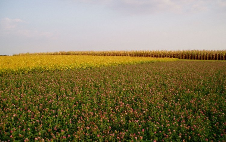 Sustainable agriculture: How agriculture can be intensified in Africa