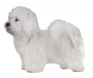 coton tulear