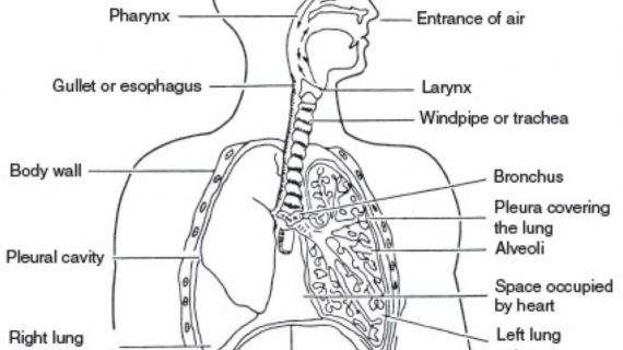 Unlabeled Diagram Of The Digestive System Inspirational Body