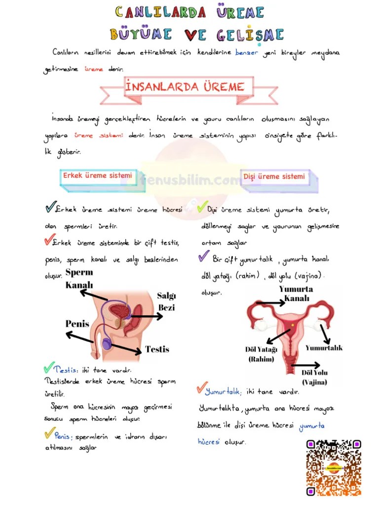 Canlilarda Ureme Buyume Ve Gelisme FENUSBILIM DERS NOTU | PDF