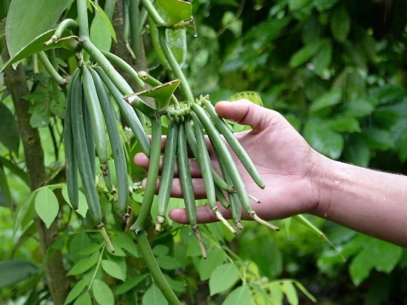 LA PLANTA DE LA VAINILLA , CURIOSIDADES SOBRE SU ORIGEN