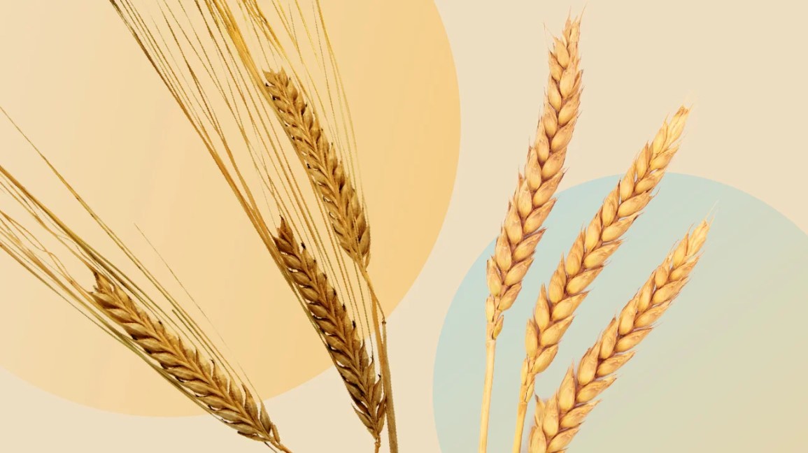 Barley vs. wheat illustration