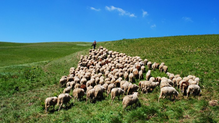 Shepherd amelia