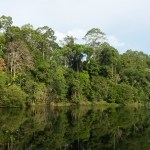 Kinabatangan river