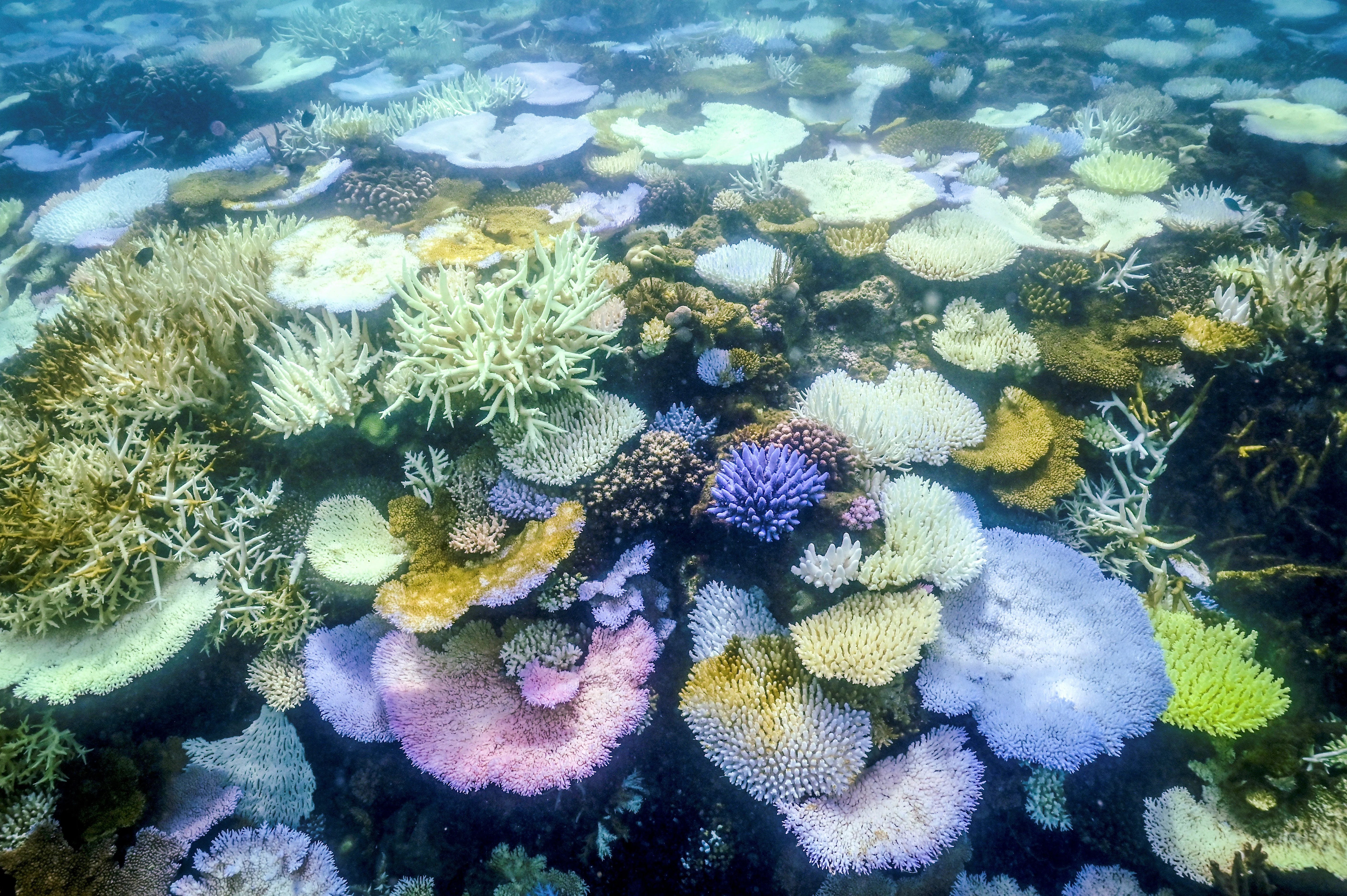 Australia sets ambitious 2035 climate target and pledges billions for clean energy Australia sets ambitious 2035 climate target and pledges billions for clean energy