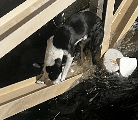 Dog trapped in rapid waters clings to aqueduct for survival | News Dog trapped in rapid waters clings to aqueduct for survival | News