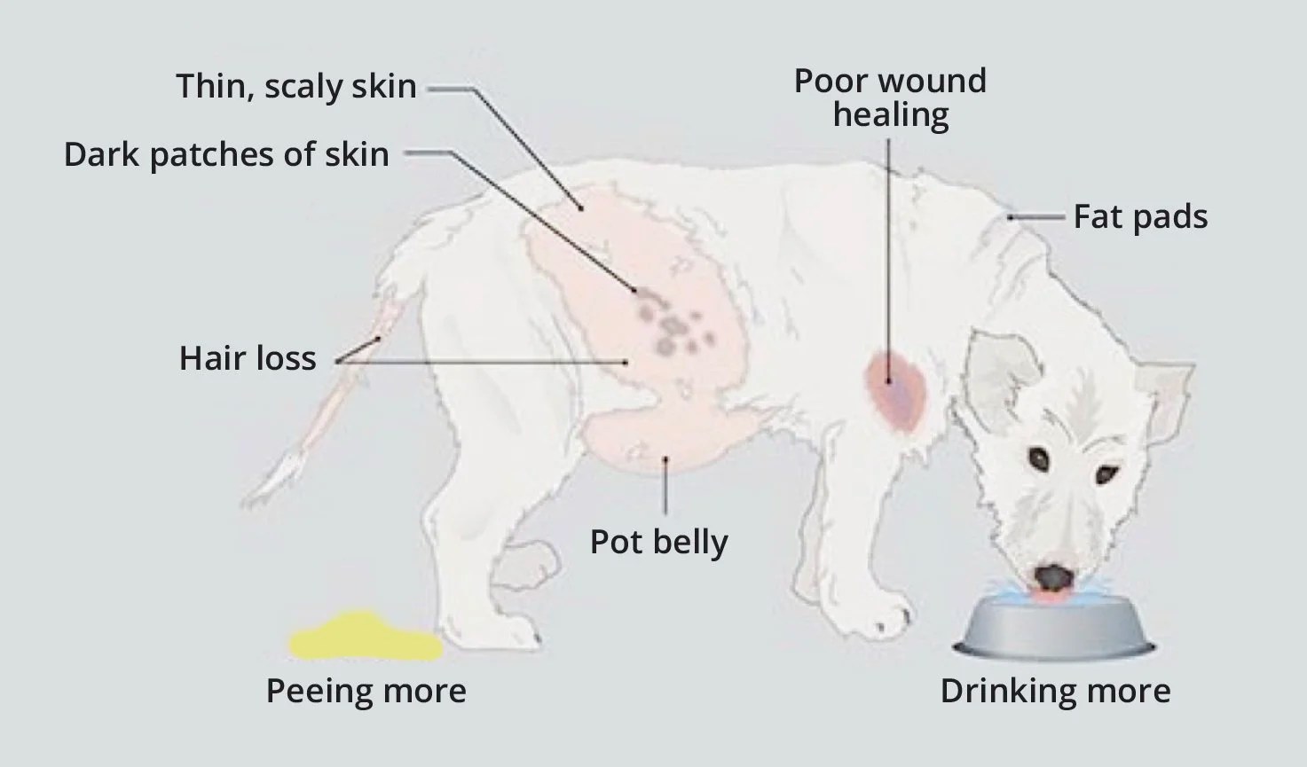 What is Cushings Disease in Dogs? | Cushing disease, Cushings, Dog signs Does pet insurance cover cushing disease