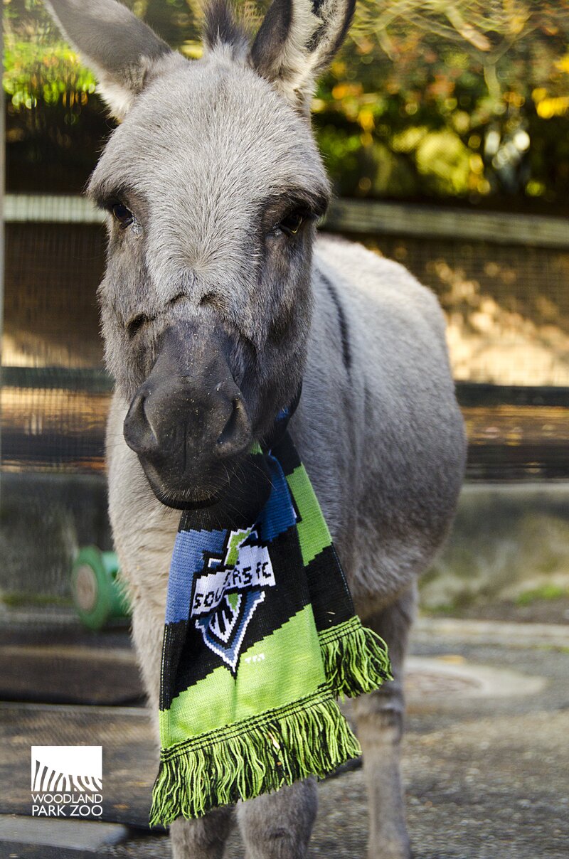 Sounders FC soccer ball enrichment thumbnail