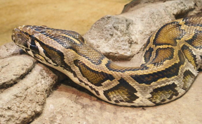 Basics of image processing in python – Artofit