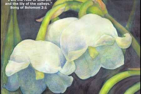 The Lily of the Valley