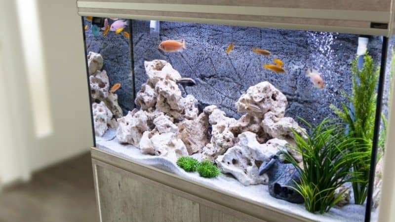 The Ultimate Guide to PetSmart Water Testing: A Shopping Expert‘s In-Depth Analysis