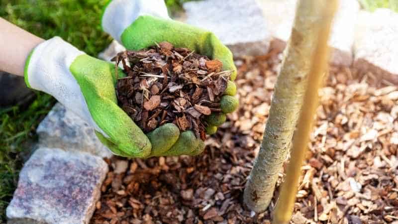 A Complete Guide to Lowe‘s Mulch Delivery: What Smart Shoppers Need to Know in 2025