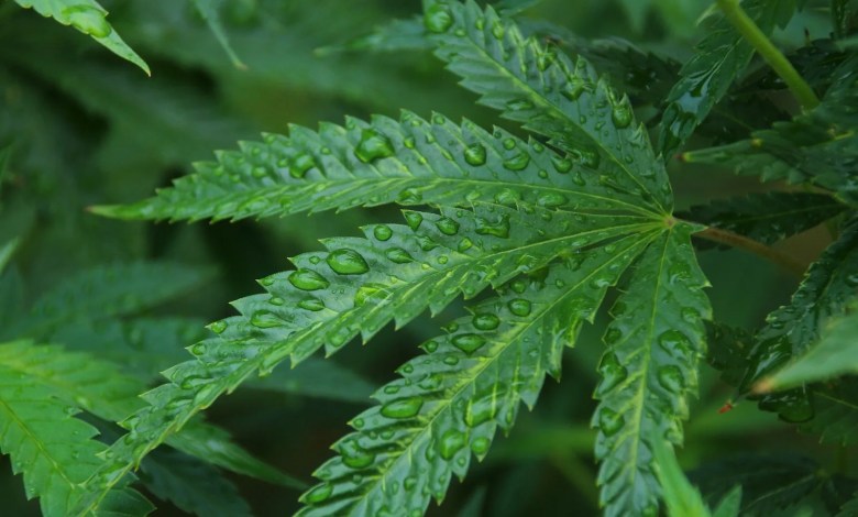 green leaf in macro photography