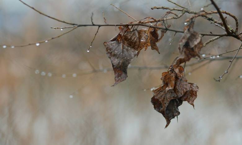 brown dried leaf on brown stem
