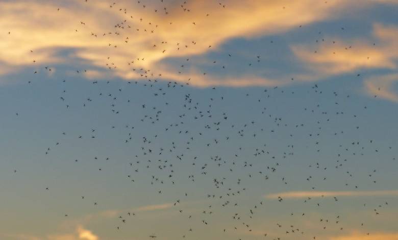 rave, swarm out, swarm of mosquitoes