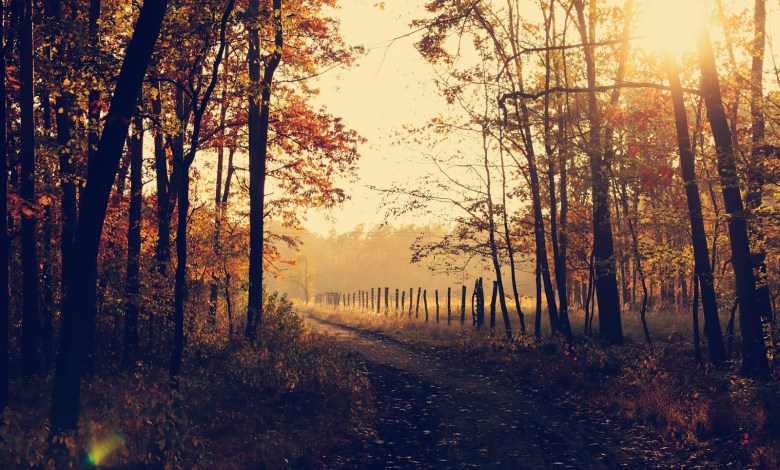 pathway between inline trees during golden hour