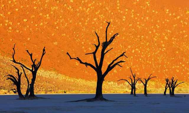 Dead Vlei