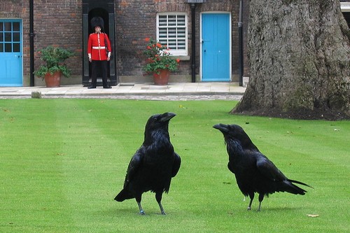 10 Burung Sejarah Paling Terkenal