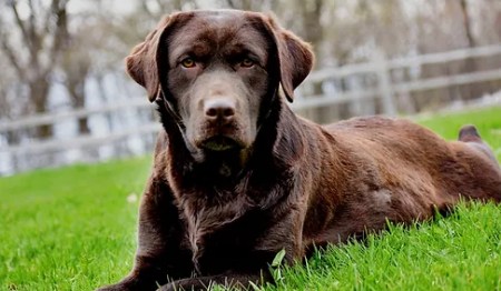Labrador-retriever.