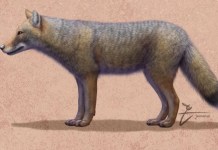 Mos u habisni, një studim i ri ka zbuluar se dhelprat ishin miqtë më të mirë të njerëzve! Në një varr 1500-vjeçar gjendet…