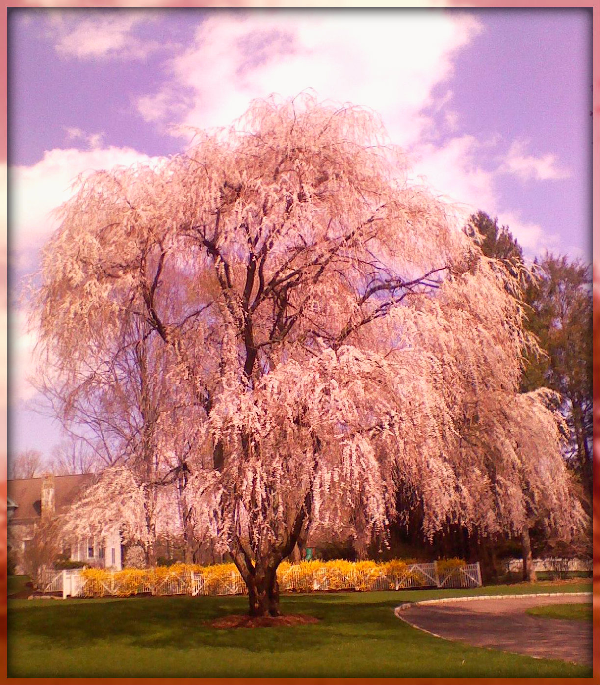 Willow Tree In Spring