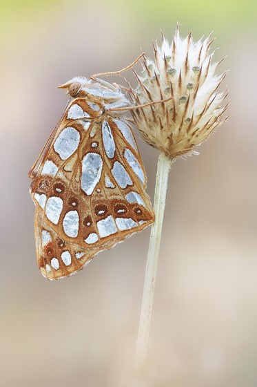 Before attempting to fly your drone, make sure that you have clone all of the . Vivitar 100 3 5 Mc Manual Focus Adapted Lens Talk Forum Digital Photography Review