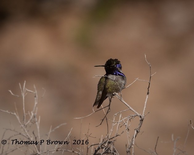 Mexican hummingbirds