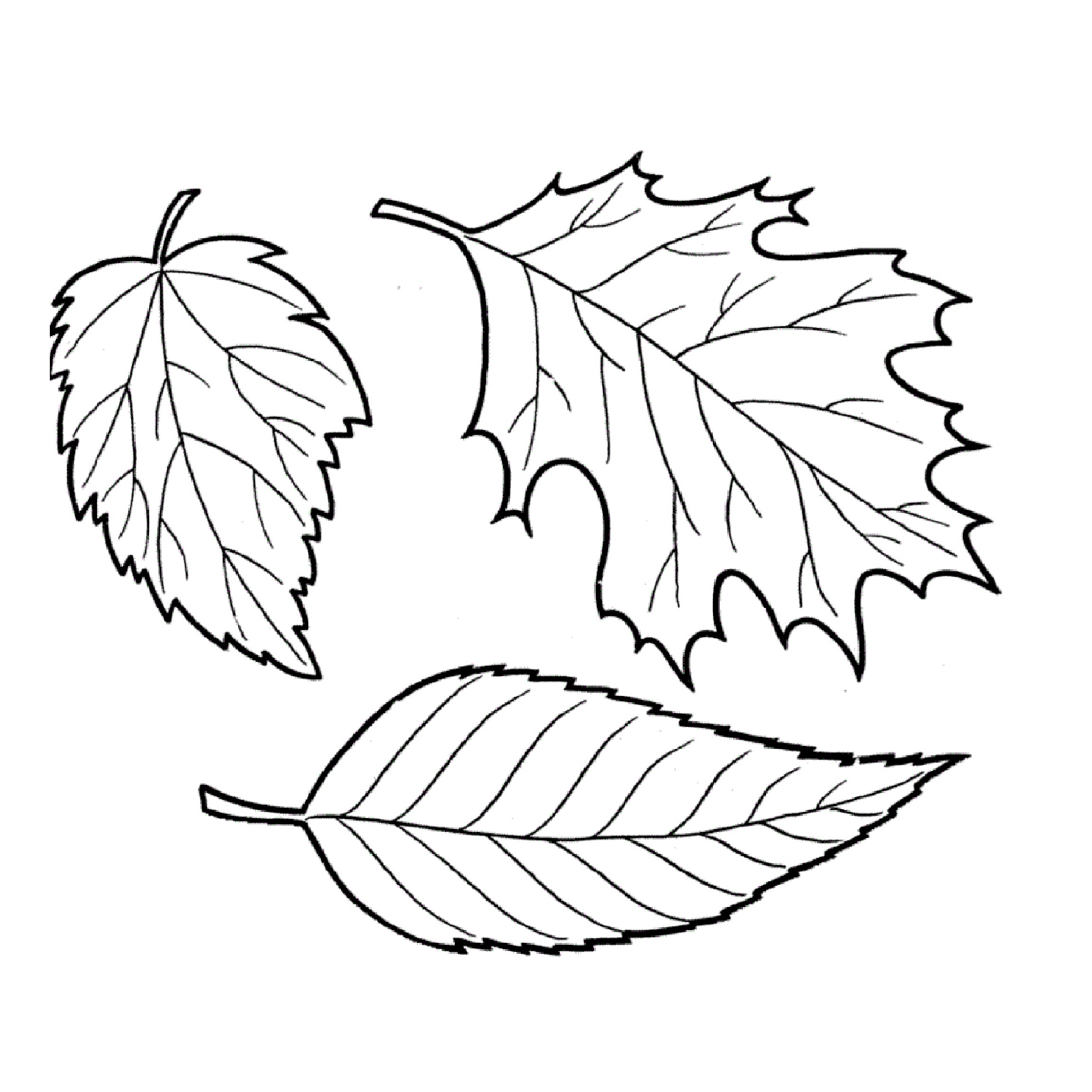 Leaf coloring printables