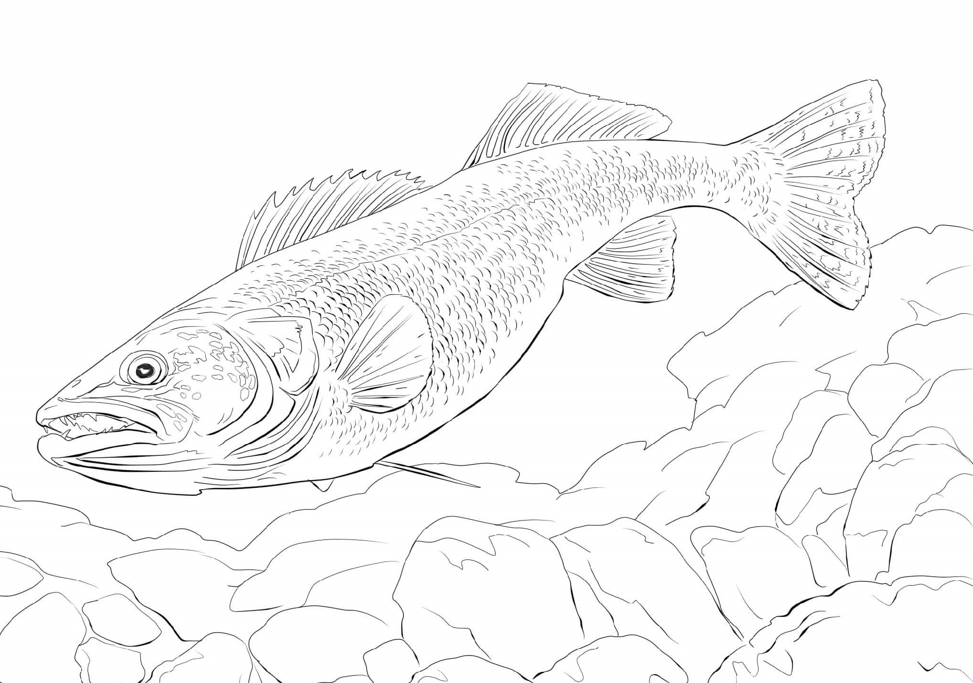 Realistic fish coloring pages fish coloring page colo