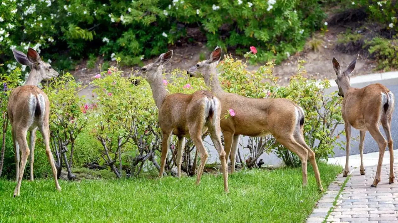 Do Deer Eat Roses