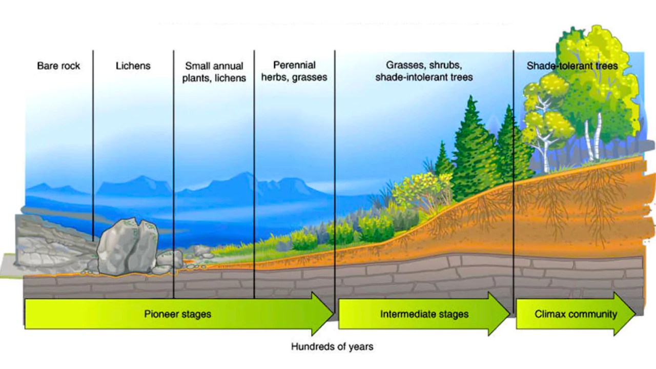 Ecological Succession