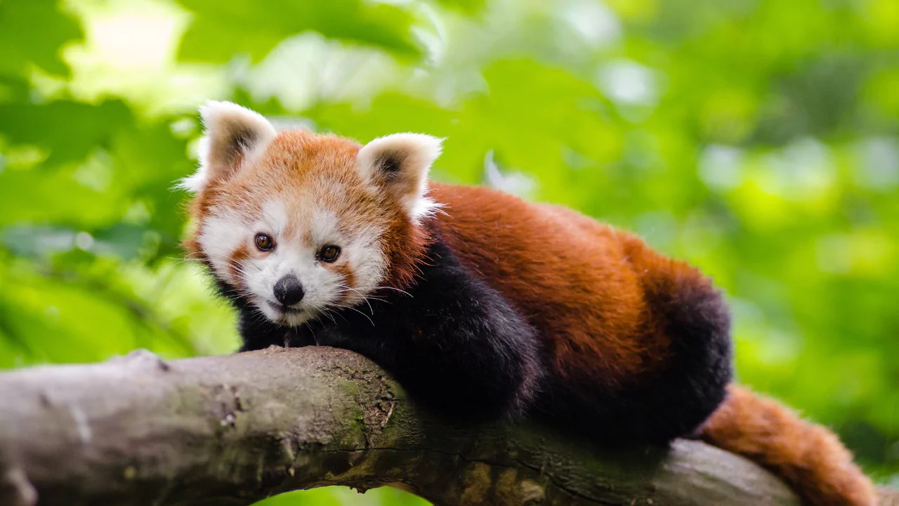Why are Red Pandas Endangered