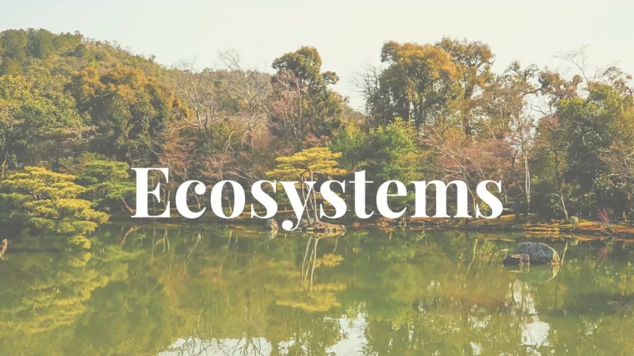 Ecosystem