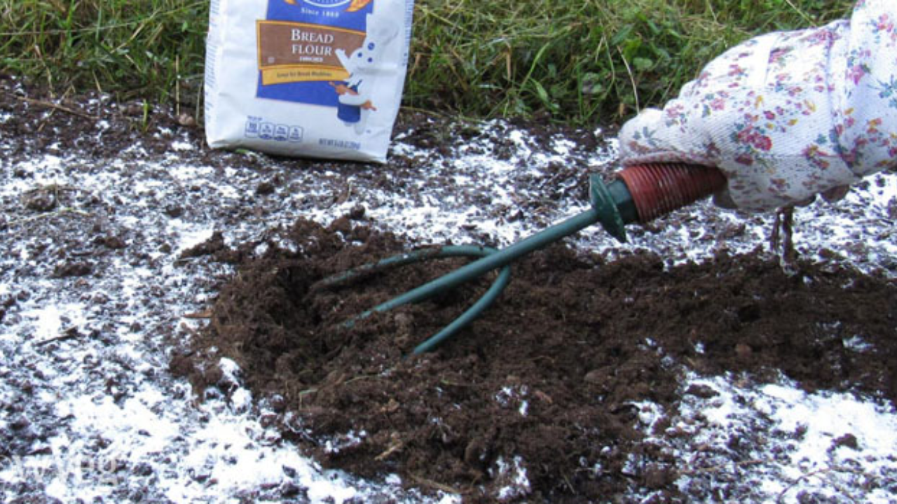 Compost Flour