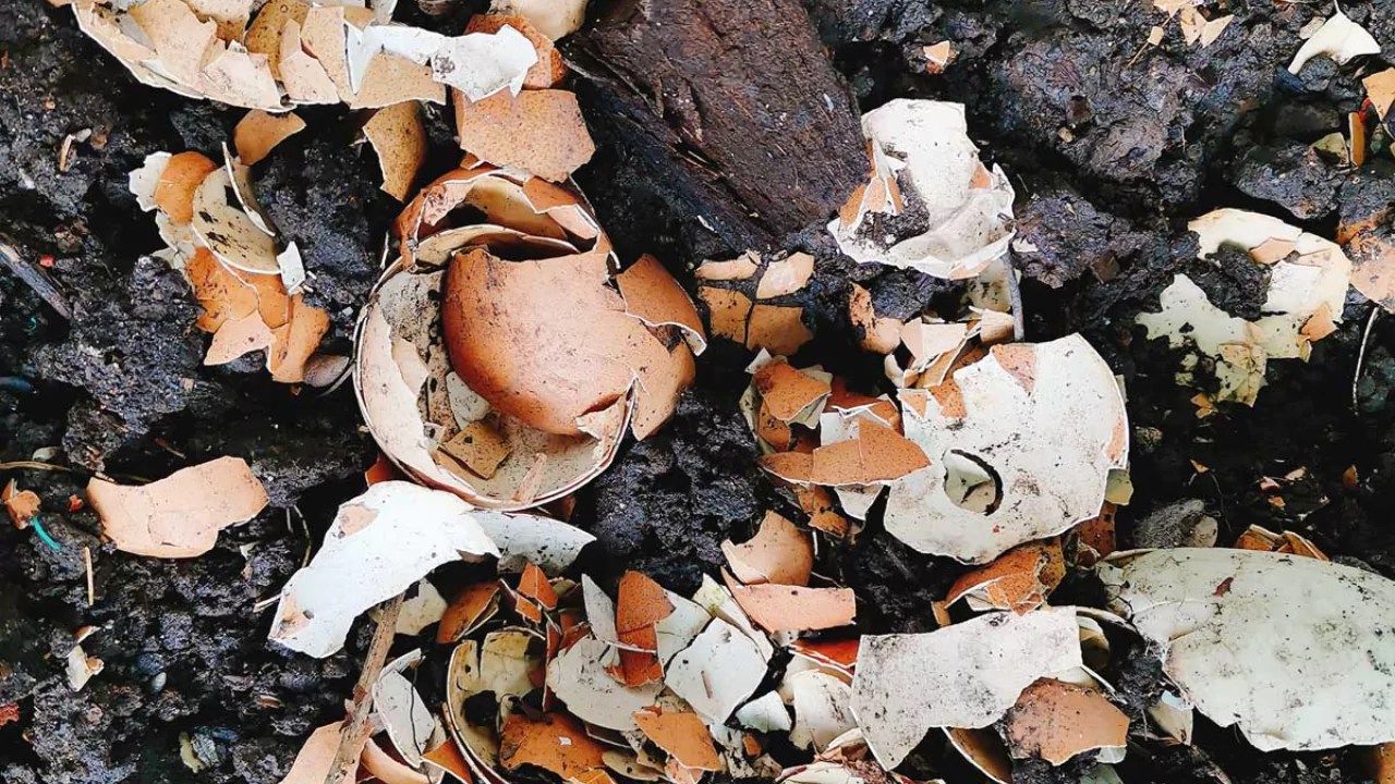 Compost Eggshells