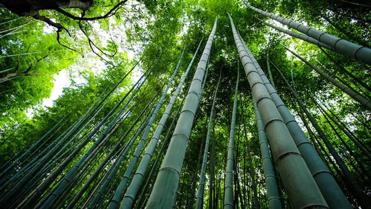 Bamboo Biodegradable
