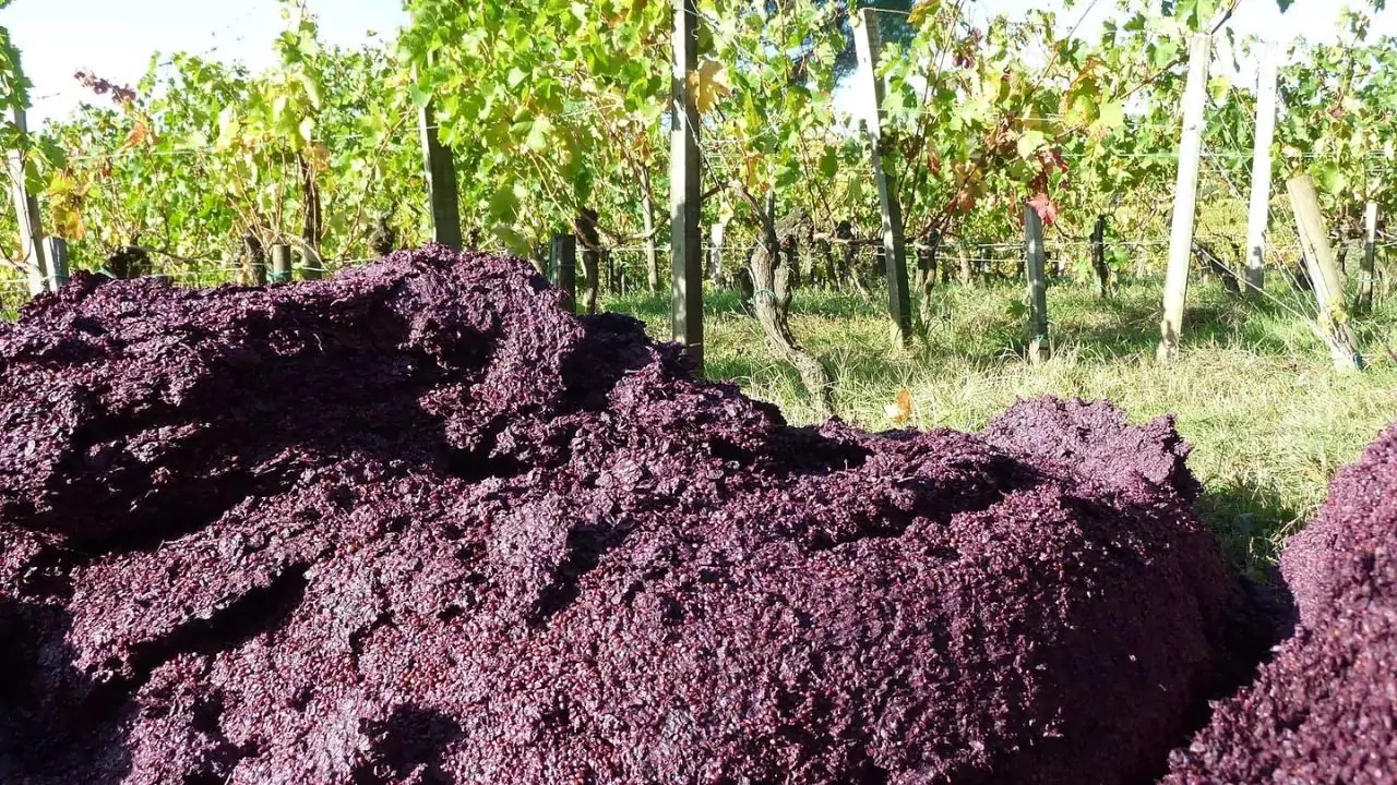 Compost Grapes