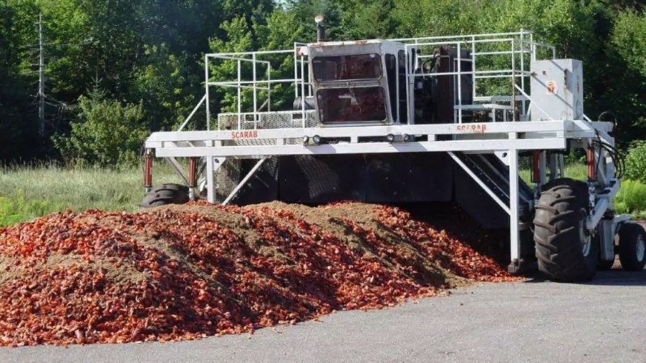 Compost Lobster Shells