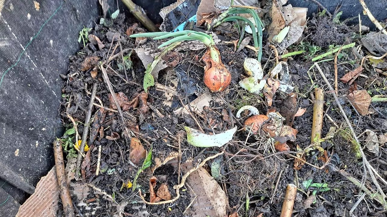 Compost Onions