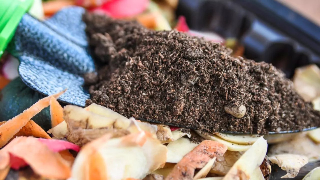 Compost Potato Peels