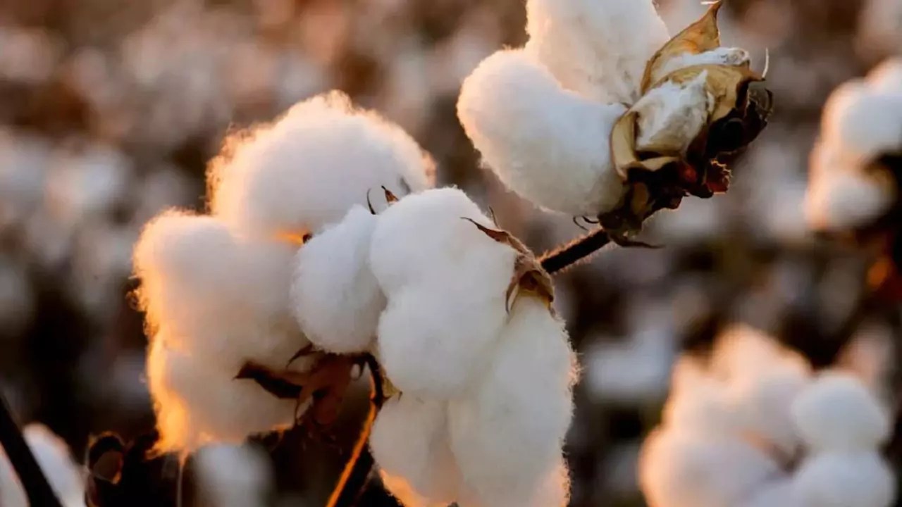 Cotton Biodegradable