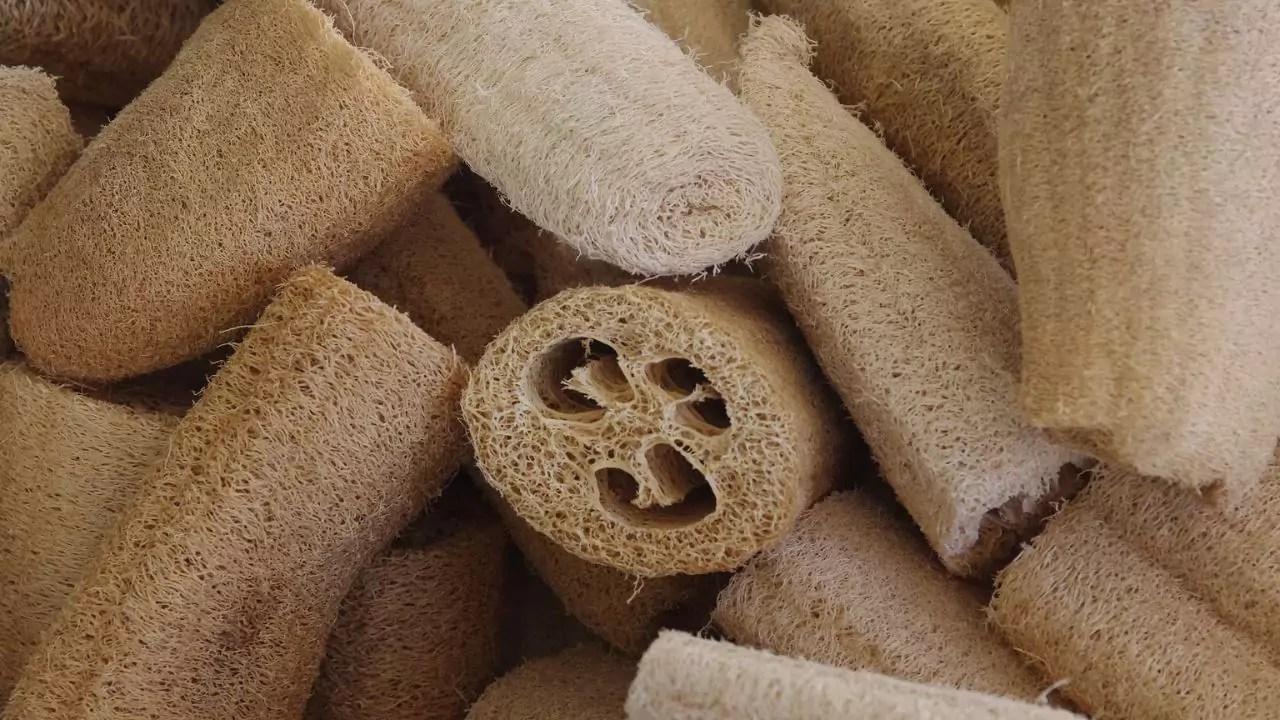 Loofahs Recyclable
