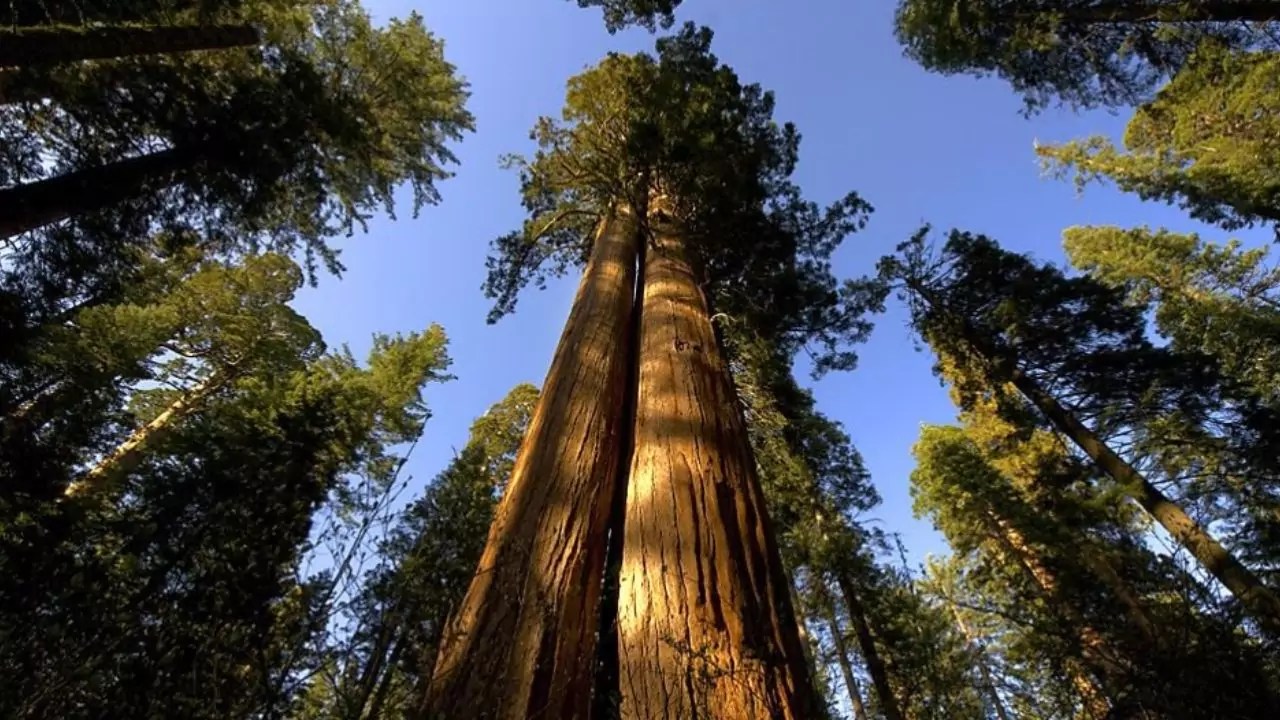 Mammoth Sequoia Trees