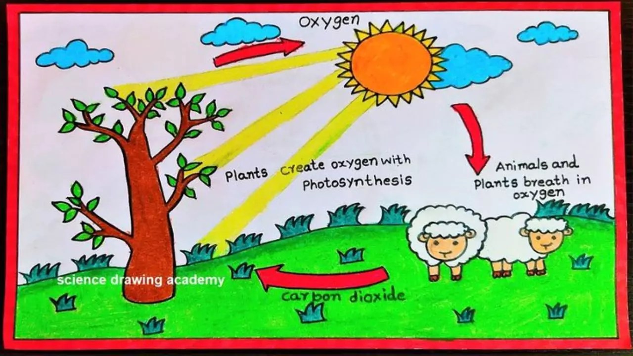 Oxygen Cycle